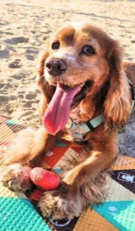 Enlarge Jennie, a ADOPTABLE Cocker Spaniel in South San Francisco, CA image 2/6