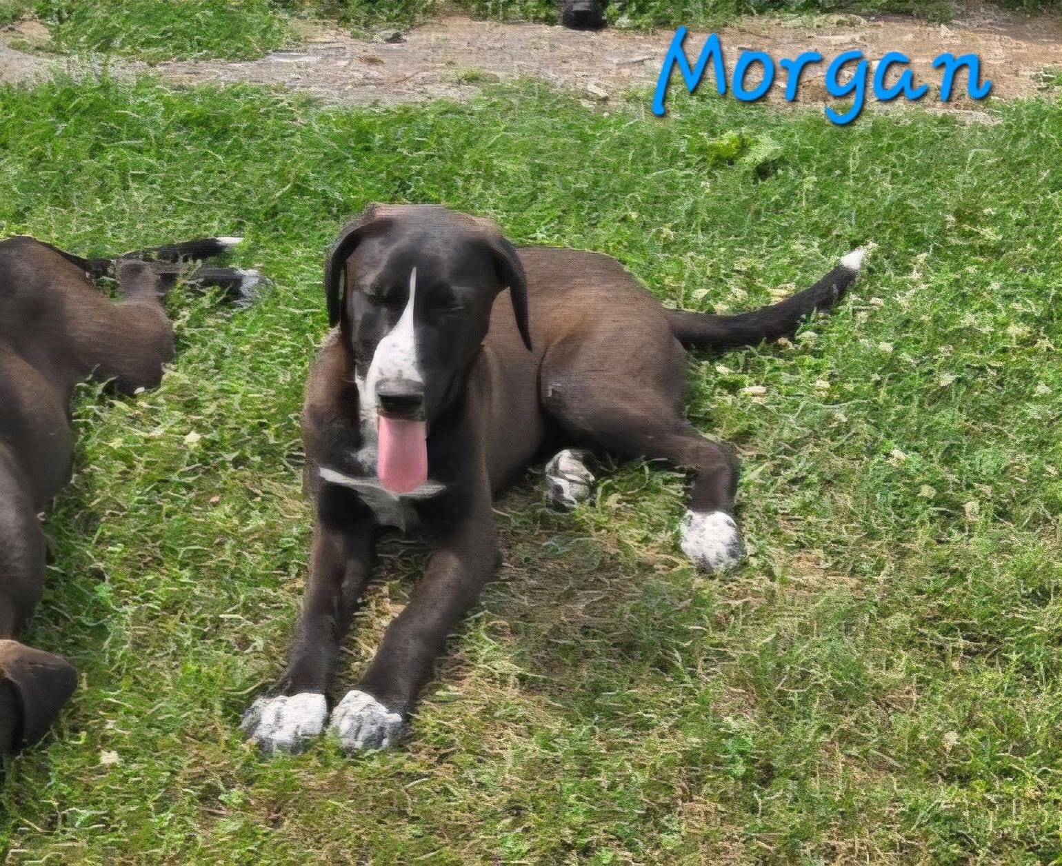 Enlarge Morgan, a Adoptable Labrador Retriever in Rutledge, TN image 1/1