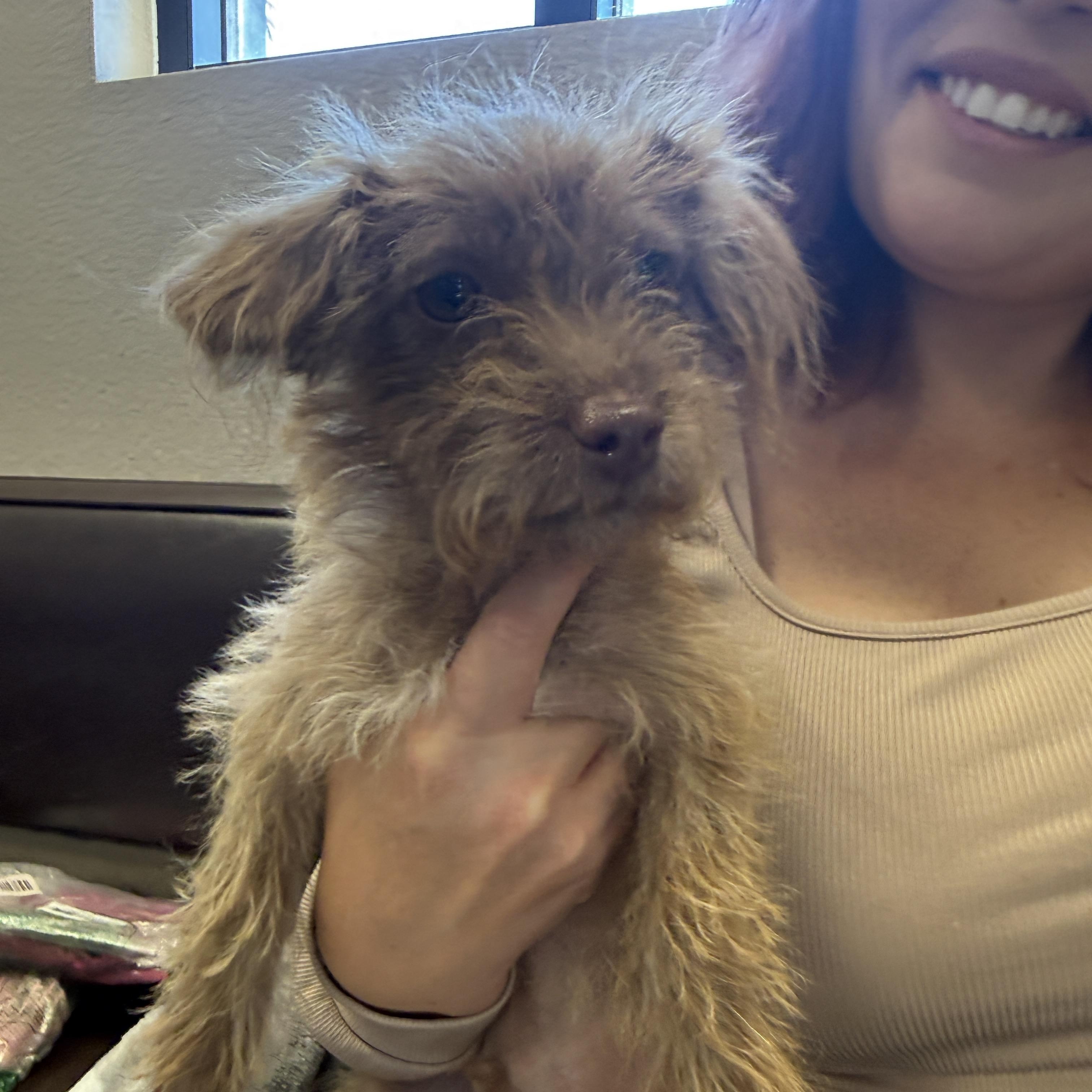 Enlarge CINNY, an adopted mixed breed in Las Vegas, NV image 2/5