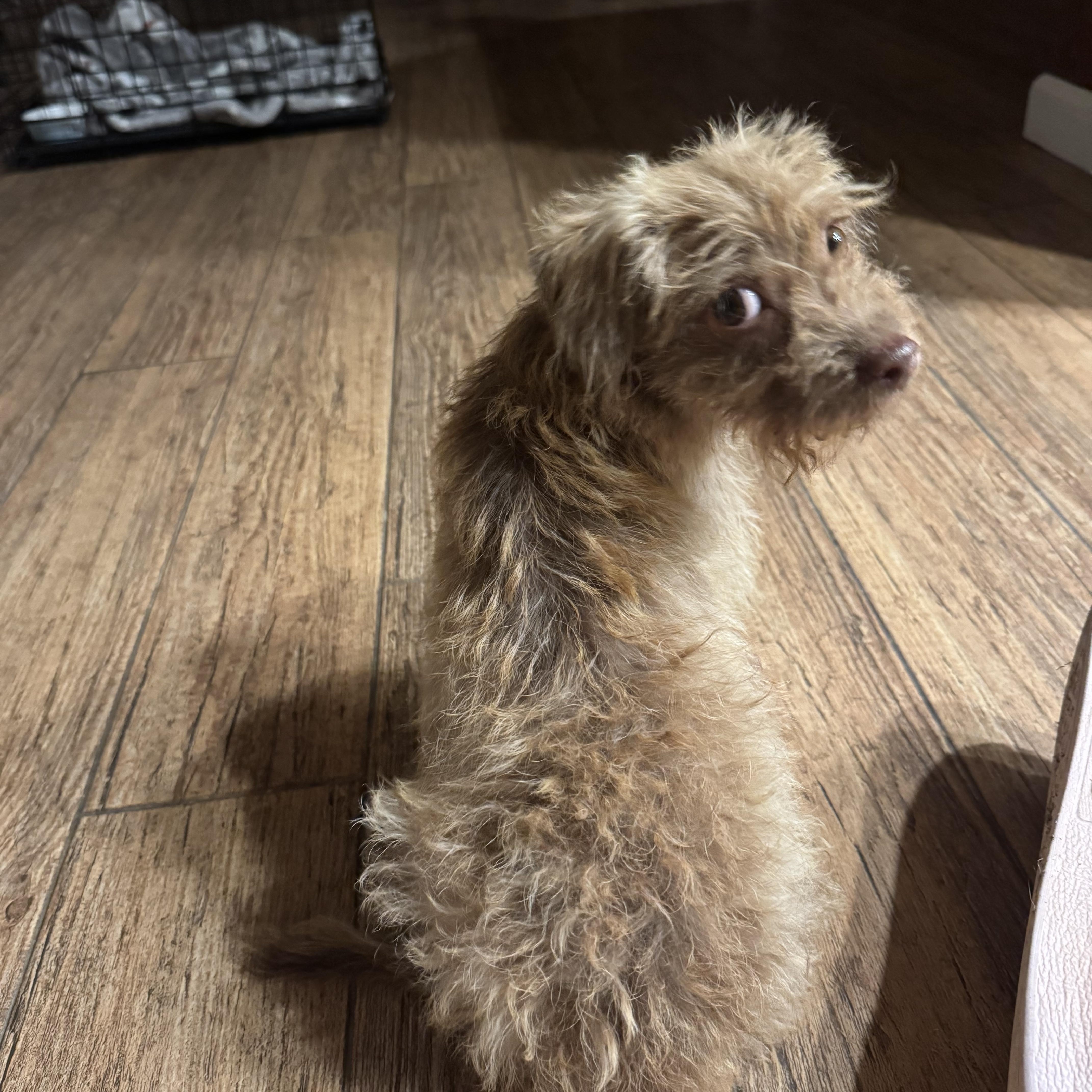 Enlarge CINNY, an adopted mixed breed in Las Vegas, NV image 4/5