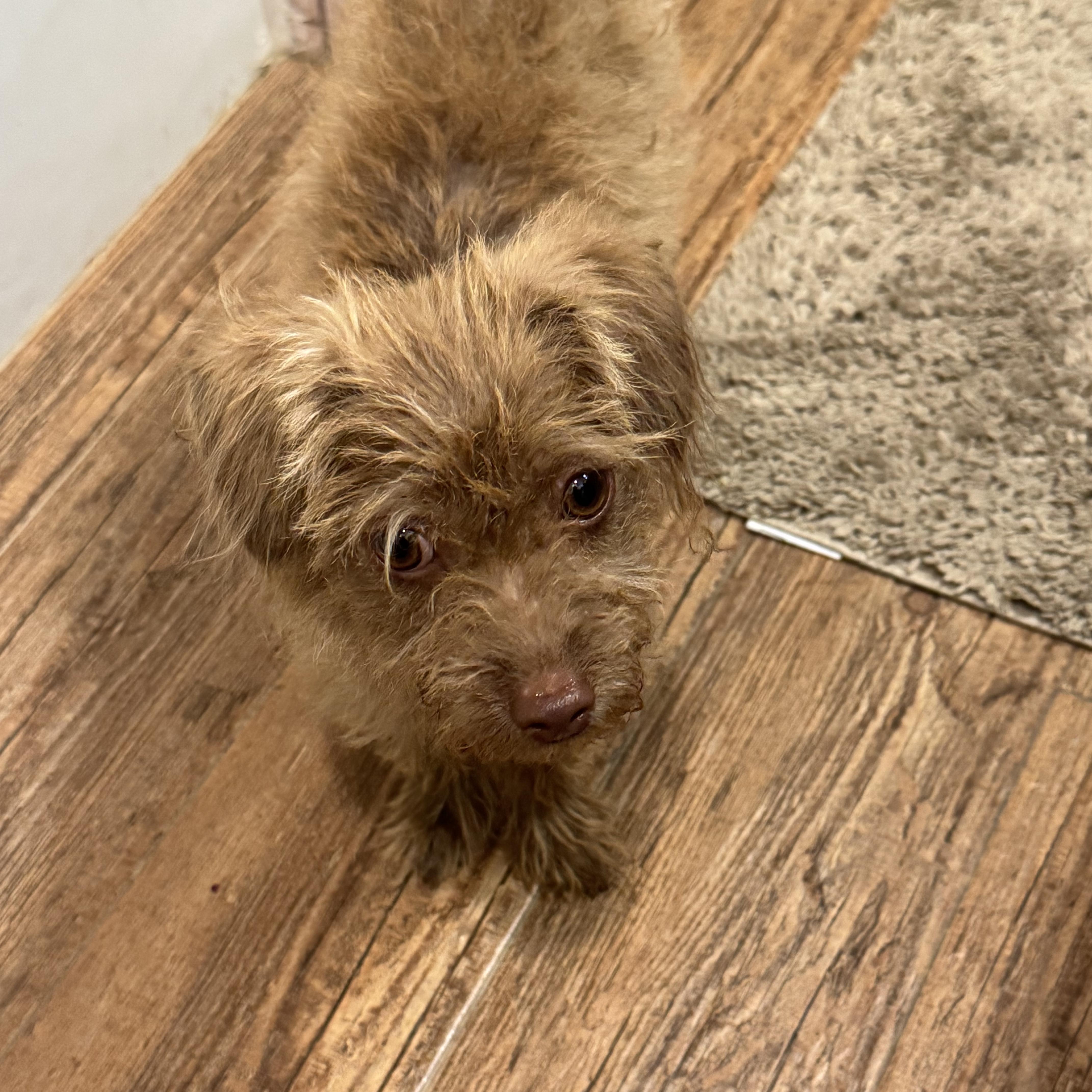 Enlarge CINNY, an adopted mixed breed in Las Vegas, NV image 5/5