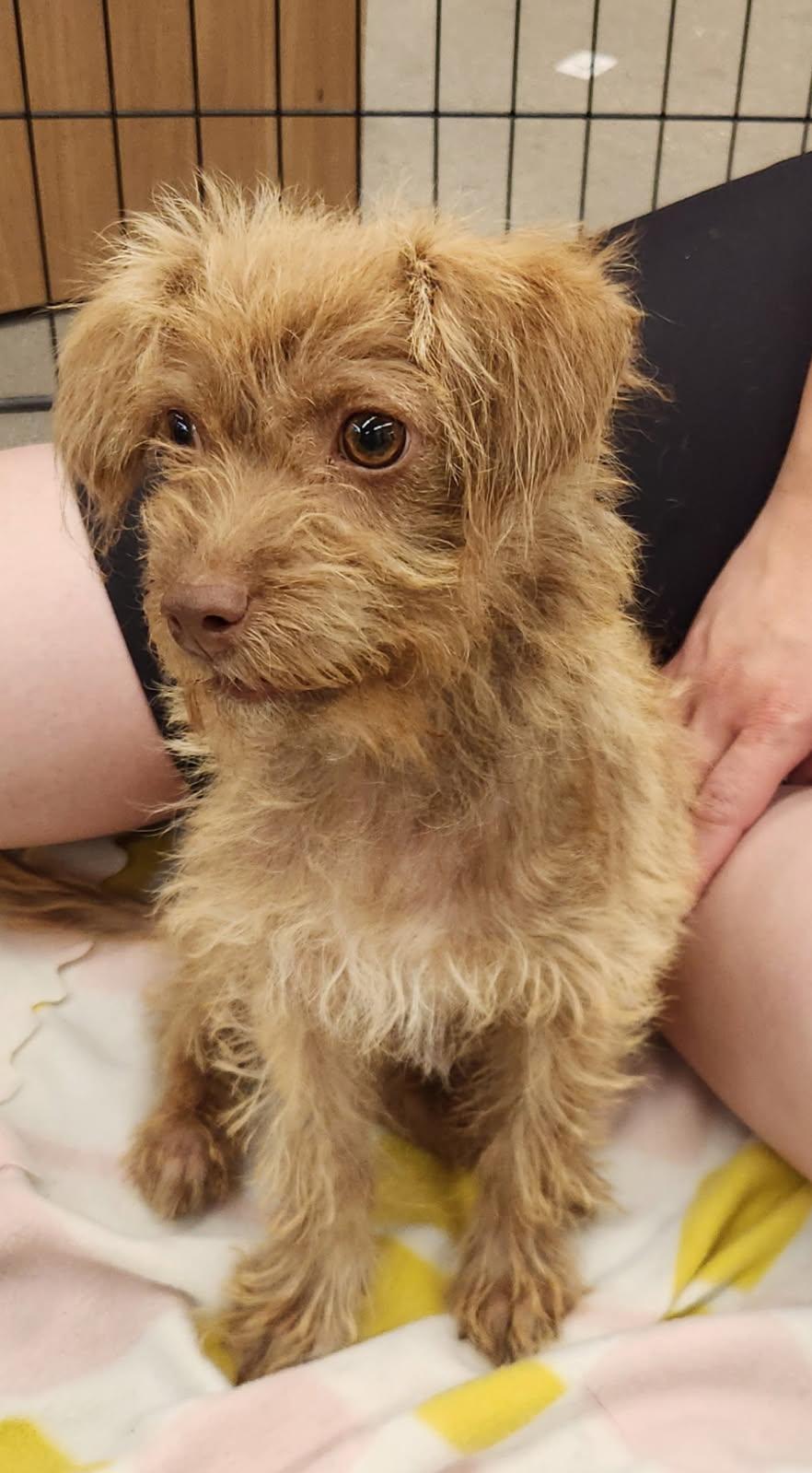 CINNY, adopted, Puppy Male Terrier & Poodle.