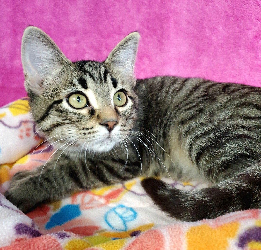 Enlarge Shorty, a Adoptable Domestic Short Hair in Greenville, IL image 1/1