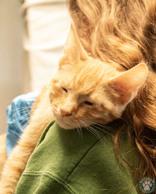 Mort, an adopted Domestic Medium Hair in Potsdam, NY image 1/2