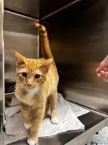 Mort, an adopted Domestic Medium Hair in Potsdam, NY image 2/2