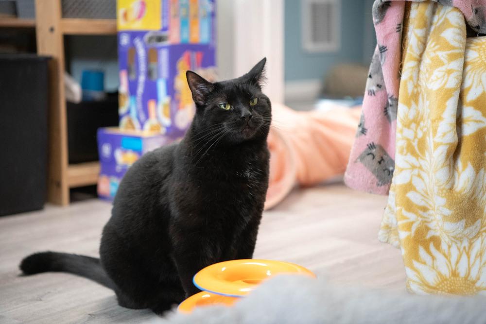 Midnight, Adoptable, Young Male Domestic Short Hair.