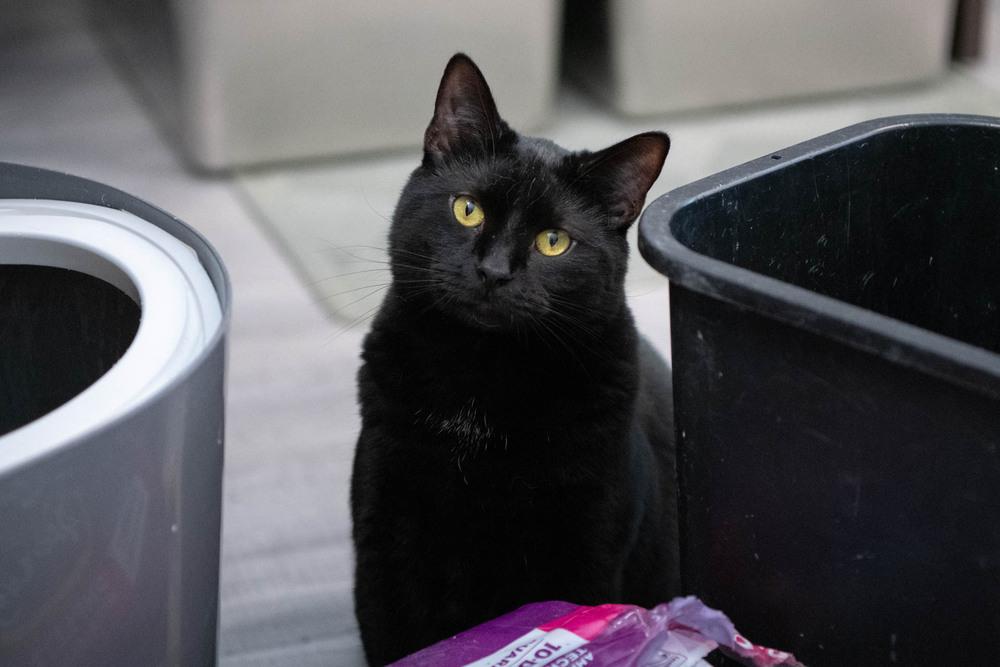 Enlarge Midnight, a Adoptable Domestic Short Hair in Harpers Ferry, WV image 2/6