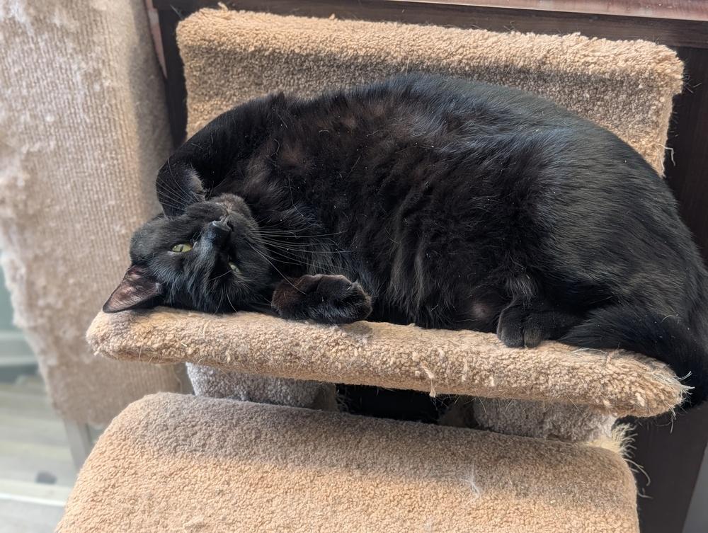 Enlarge Midnight, a Adoptable Domestic Short Hair in Harpers Ferry, WV image 3/6