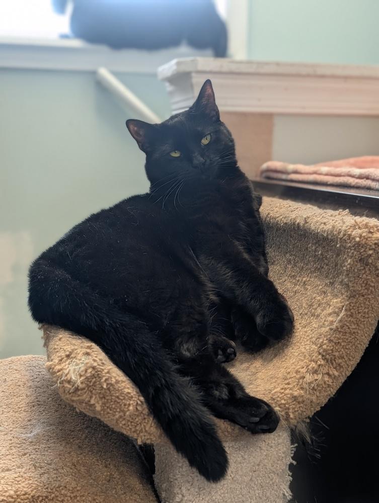 Enlarge Midnight, a Adoptable Domestic Short Hair in Harpers Ferry, WV image 5/6
