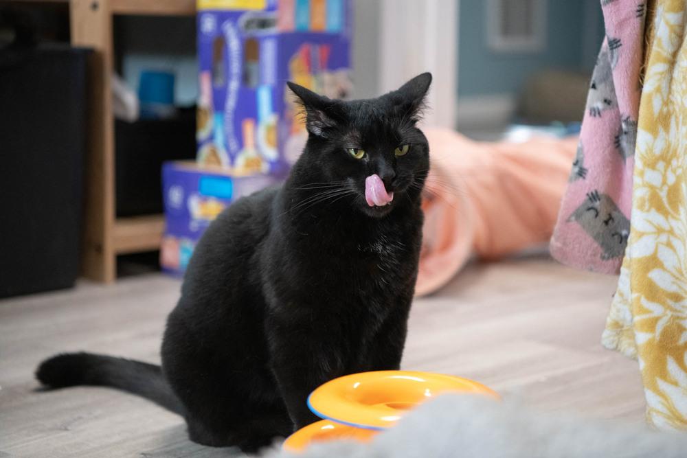 Enlarge Midnight, a Adoptable Domestic Short Hair in Harpers Ferry, WV image 6/6