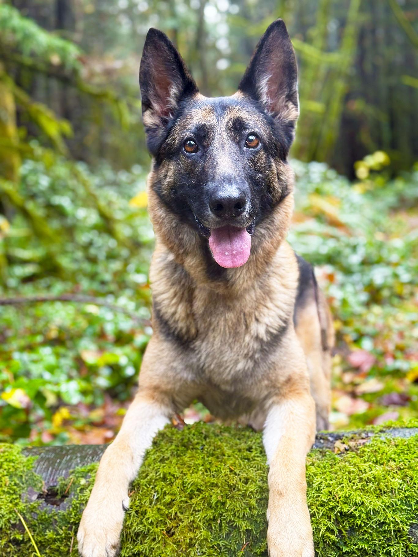 Enlarge Kaya, a Adoptable German Shepherd Dog in Bellevue, WA image 5/6