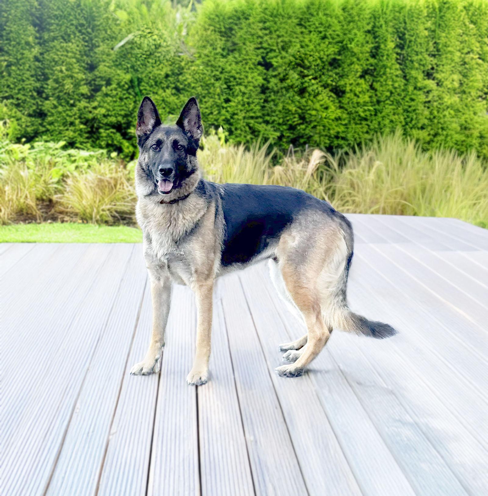 Enlarge Kaya, a Adoptable German Shepherd Dog in Bellevue, WA image 3/6