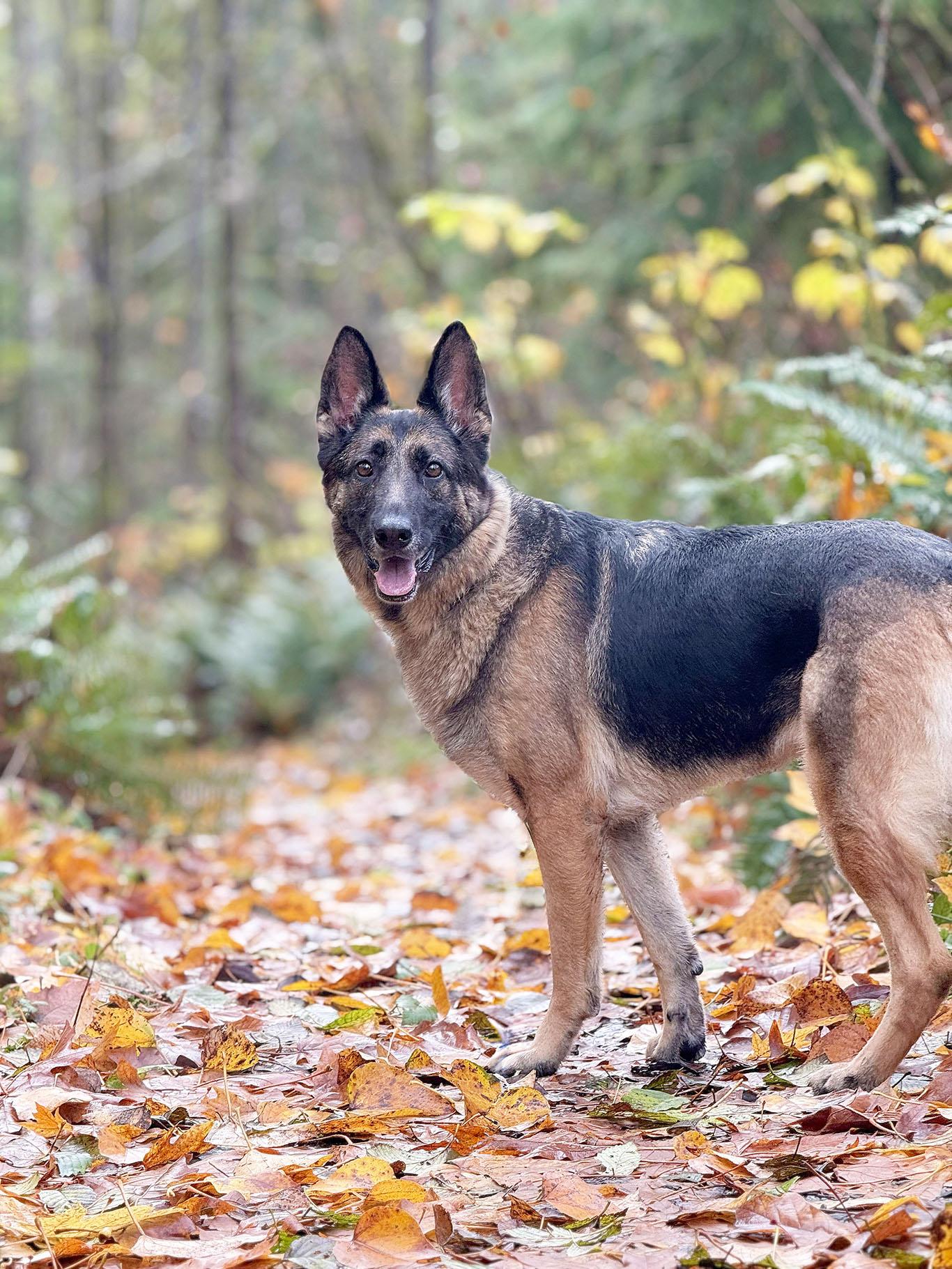 Enlarge Kaya, a Adoptable German Shepherd Dog in Bellevue, WA image 6/6
