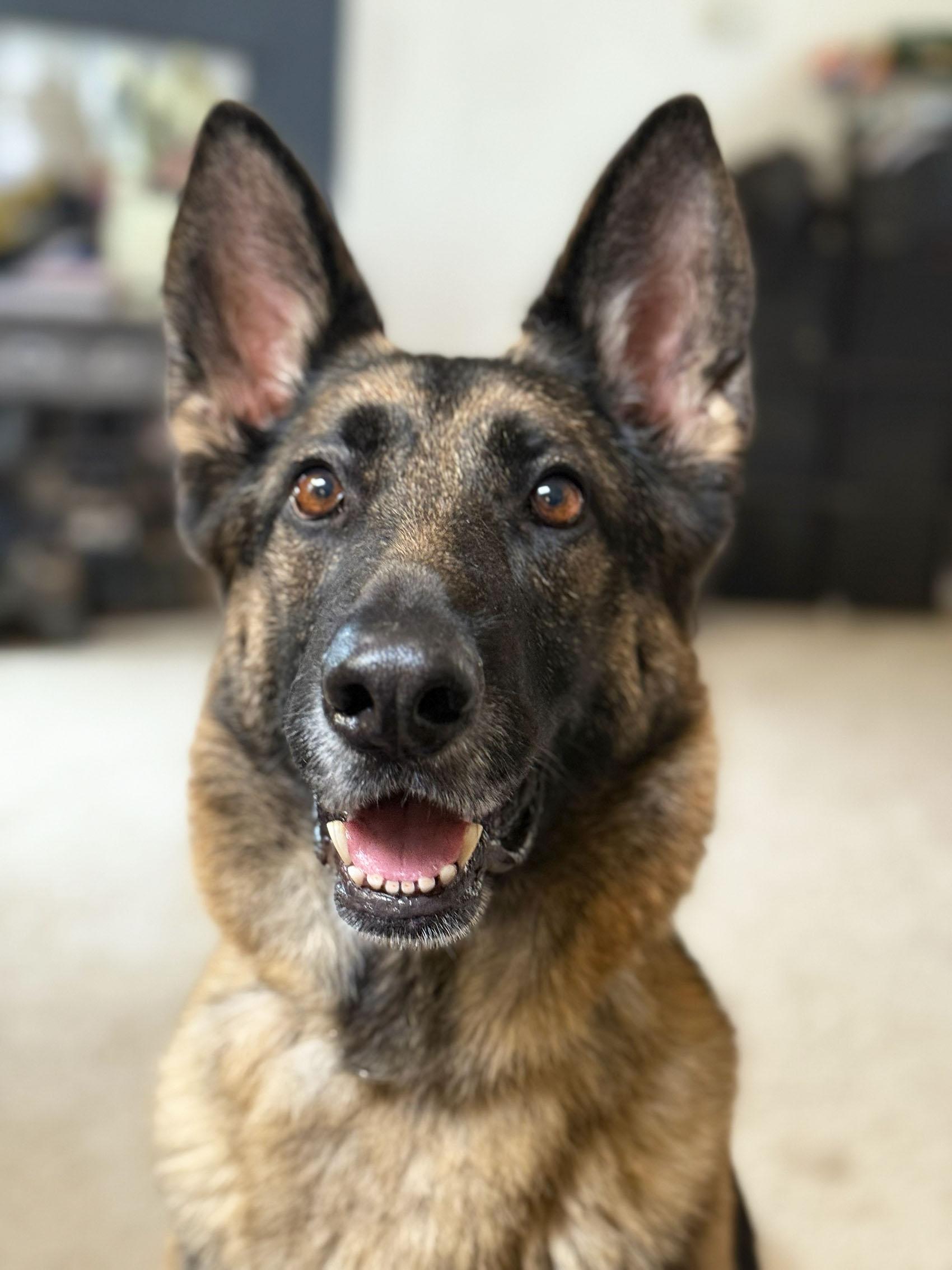 Enlarge Kaya, a Adoptable German Shepherd Dog in Bellevue, WA image 1/6