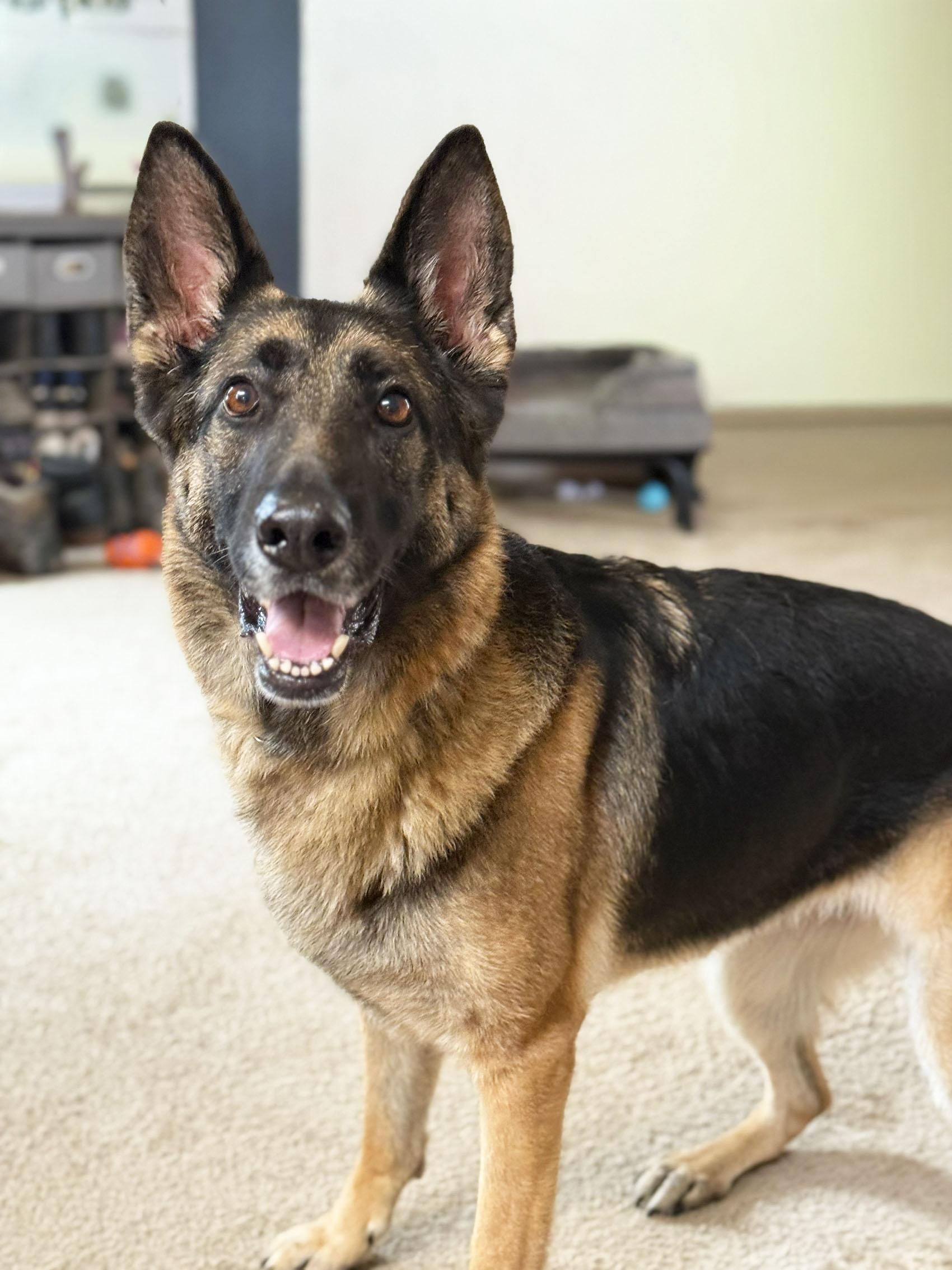 Enlarge Kaya, a Adoptable German Shepherd Dog in Bellevue, WA image 2/6