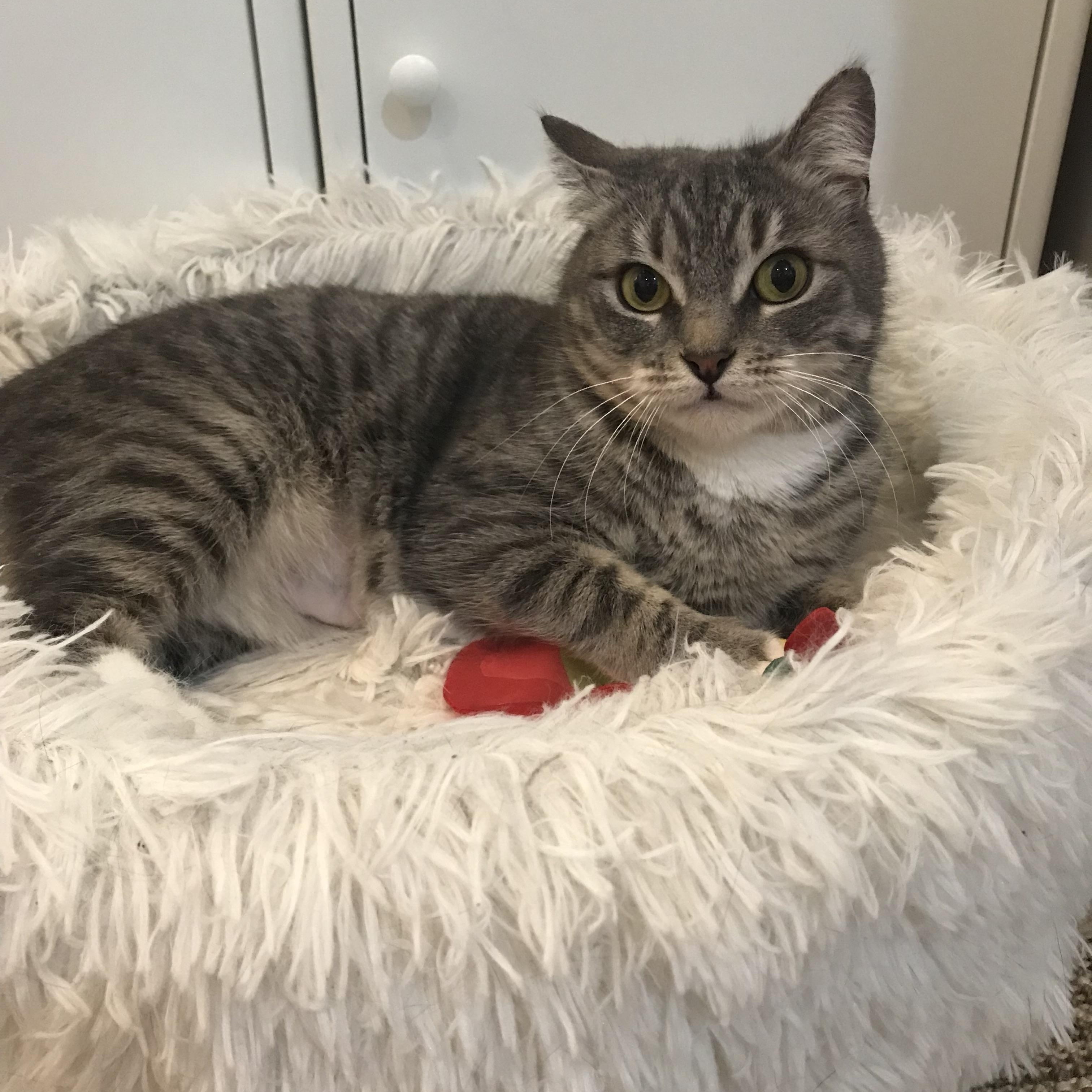 Enlarge Cream Puff, an adopted Domestic Short Hair in Brooklyn, NY image 1/6