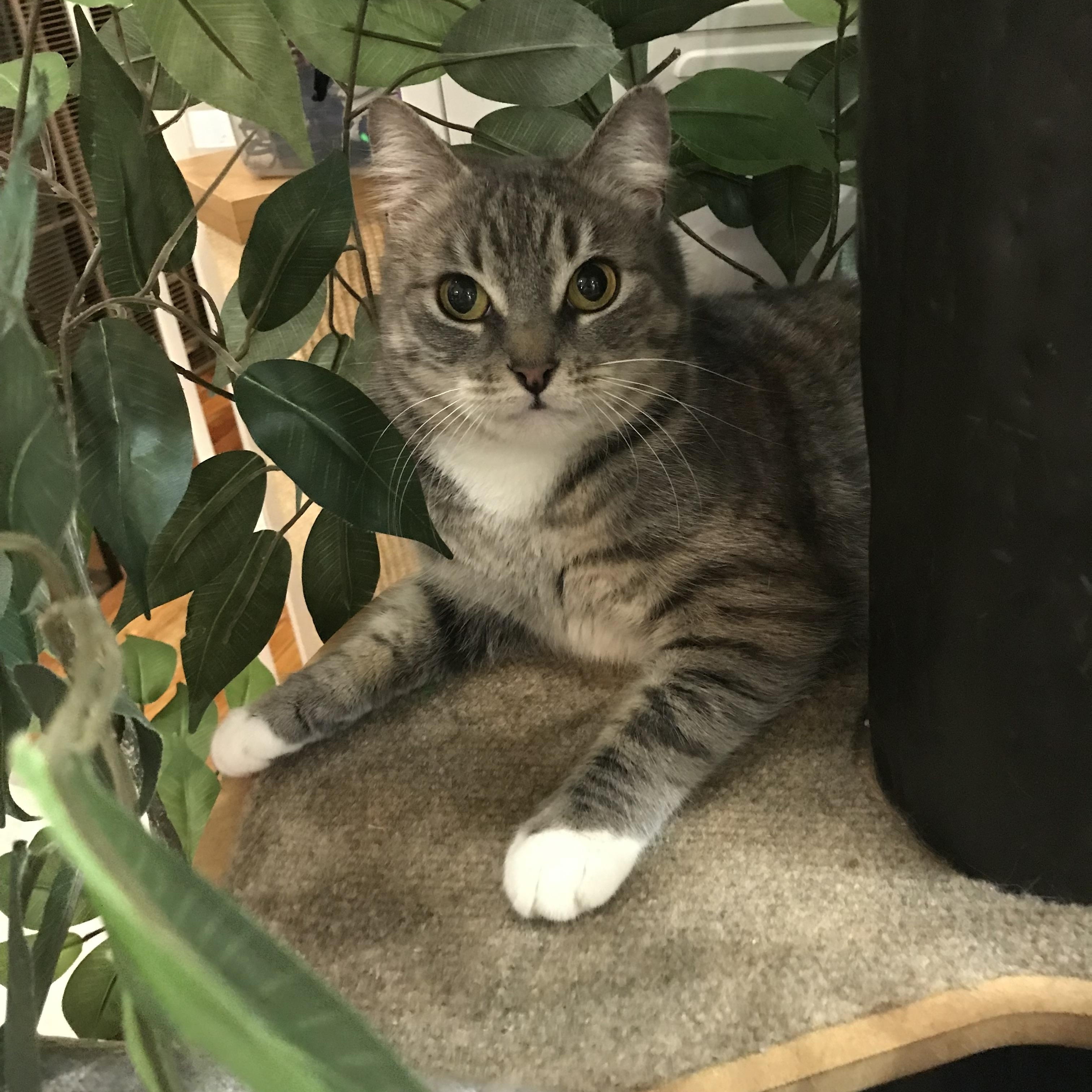 Enlarge Cream Puff, an adopted Domestic Short Hair in Brooklyn, NY image 4/6