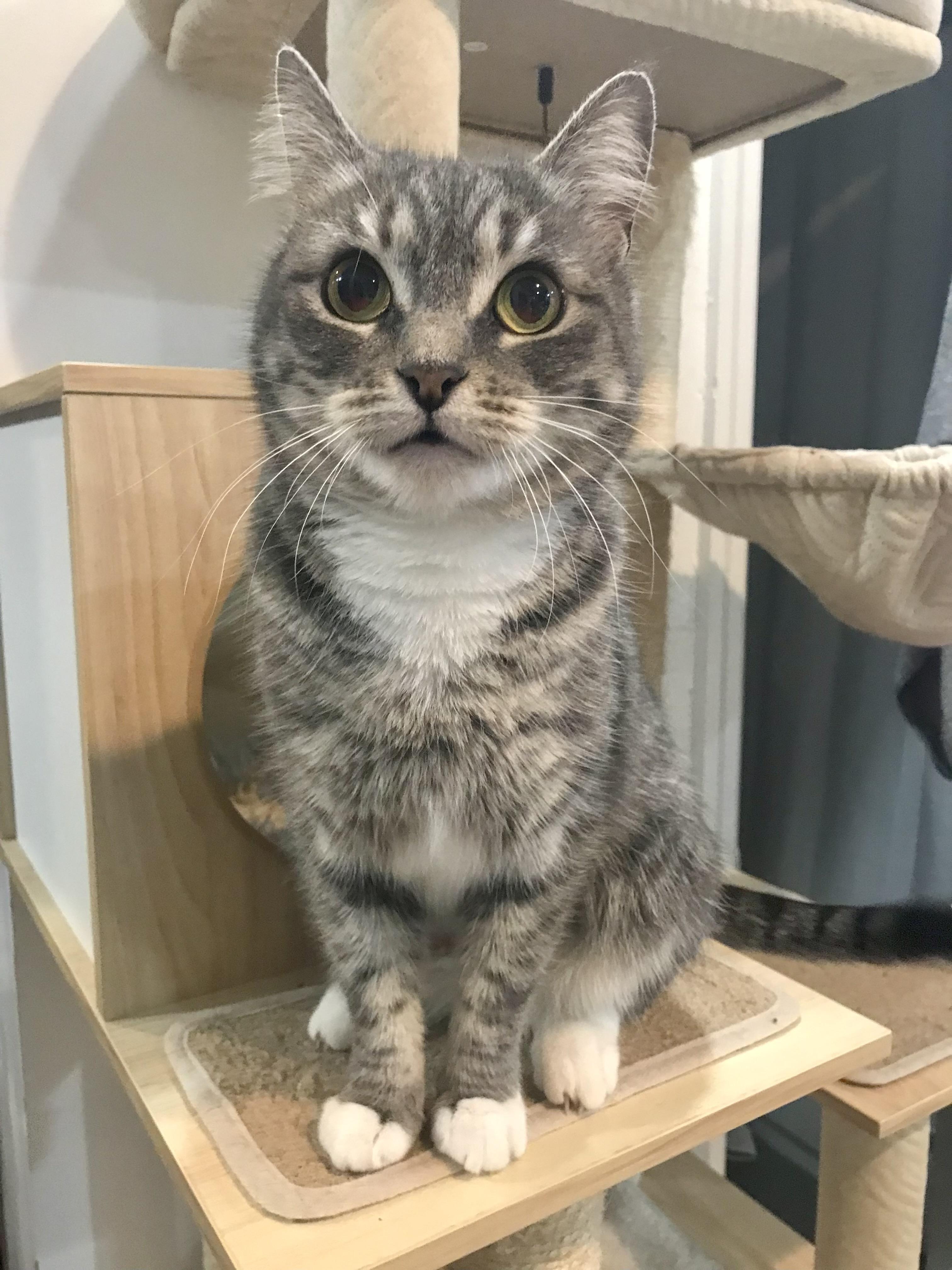 Enlarge Cream Puff, an adopted Domestic Short Hair in Brooklyn, NY image 5/6