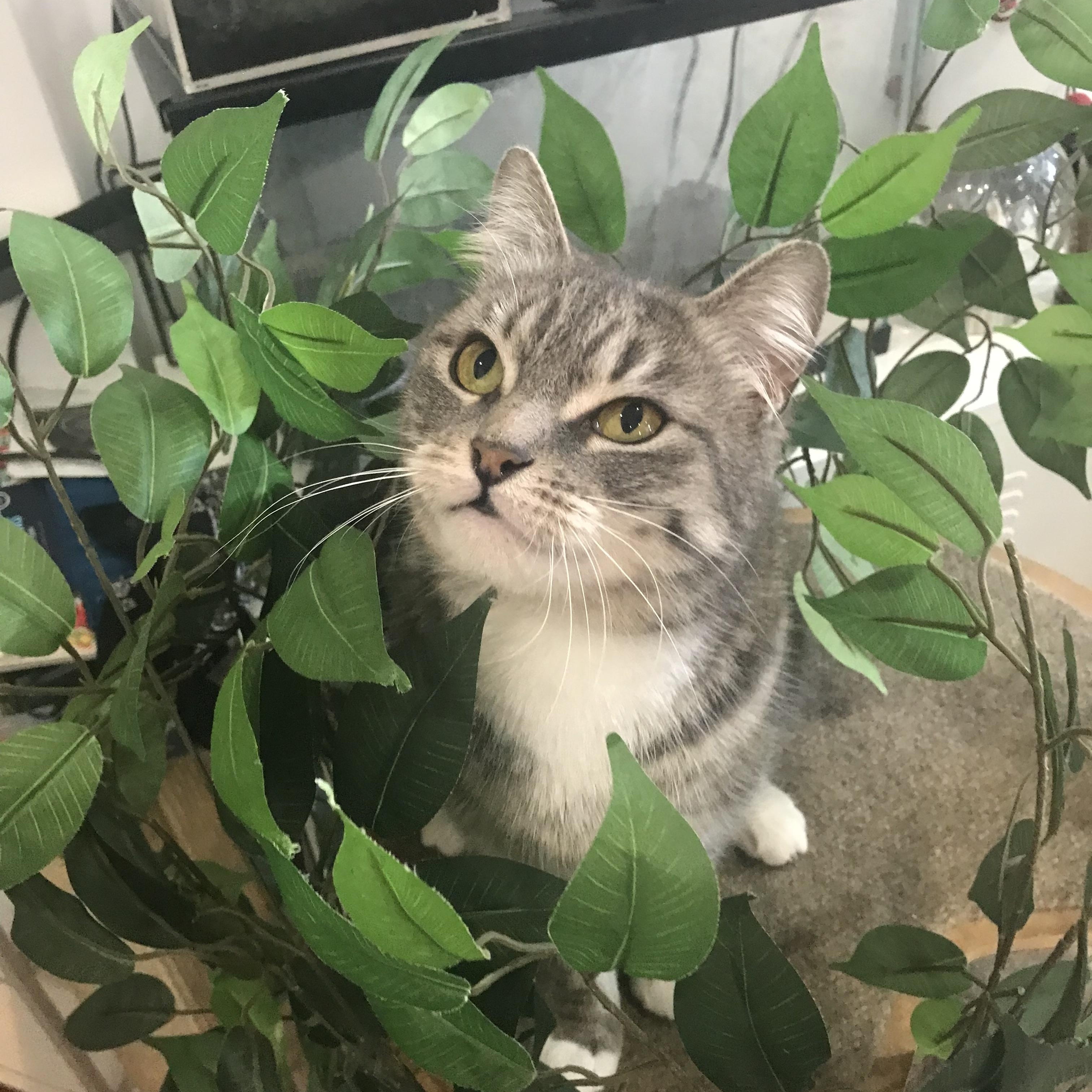 Enlarge Cream Puff, an adopted Domestic Short Hair in Brooklyn, NY image 6/6