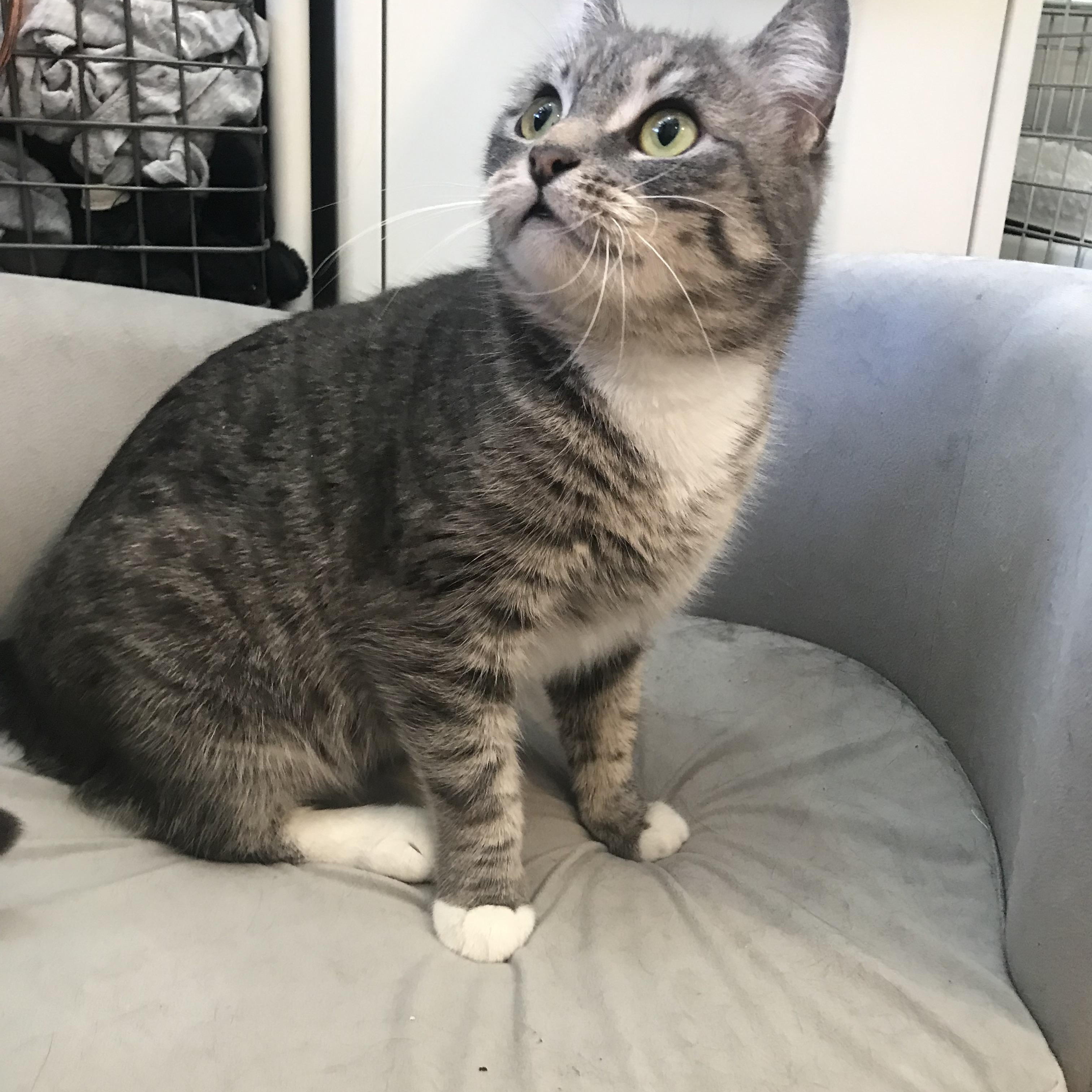 Enlarge Cream Puff, an adopted Domestic Short Hair in Brooklyn, NY image 3/6