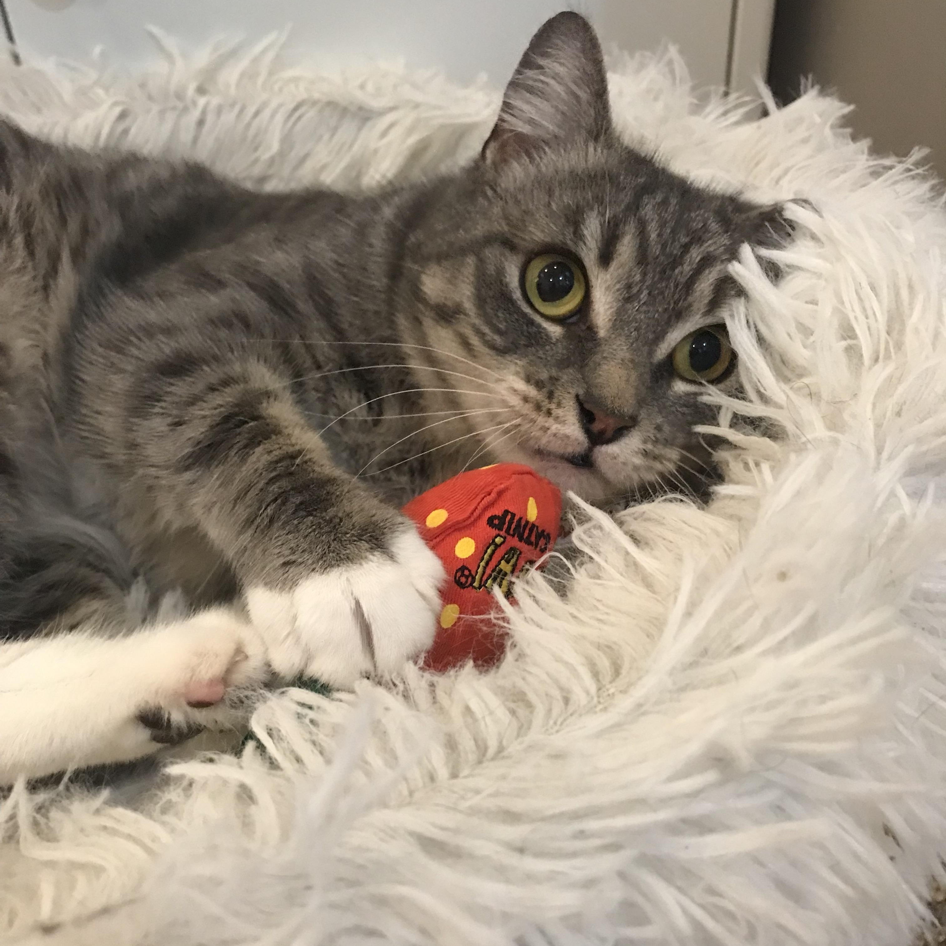 Enlarge Cream Puff, an adopted Domestic Short Hair in Brooklyn, NY image 2/6