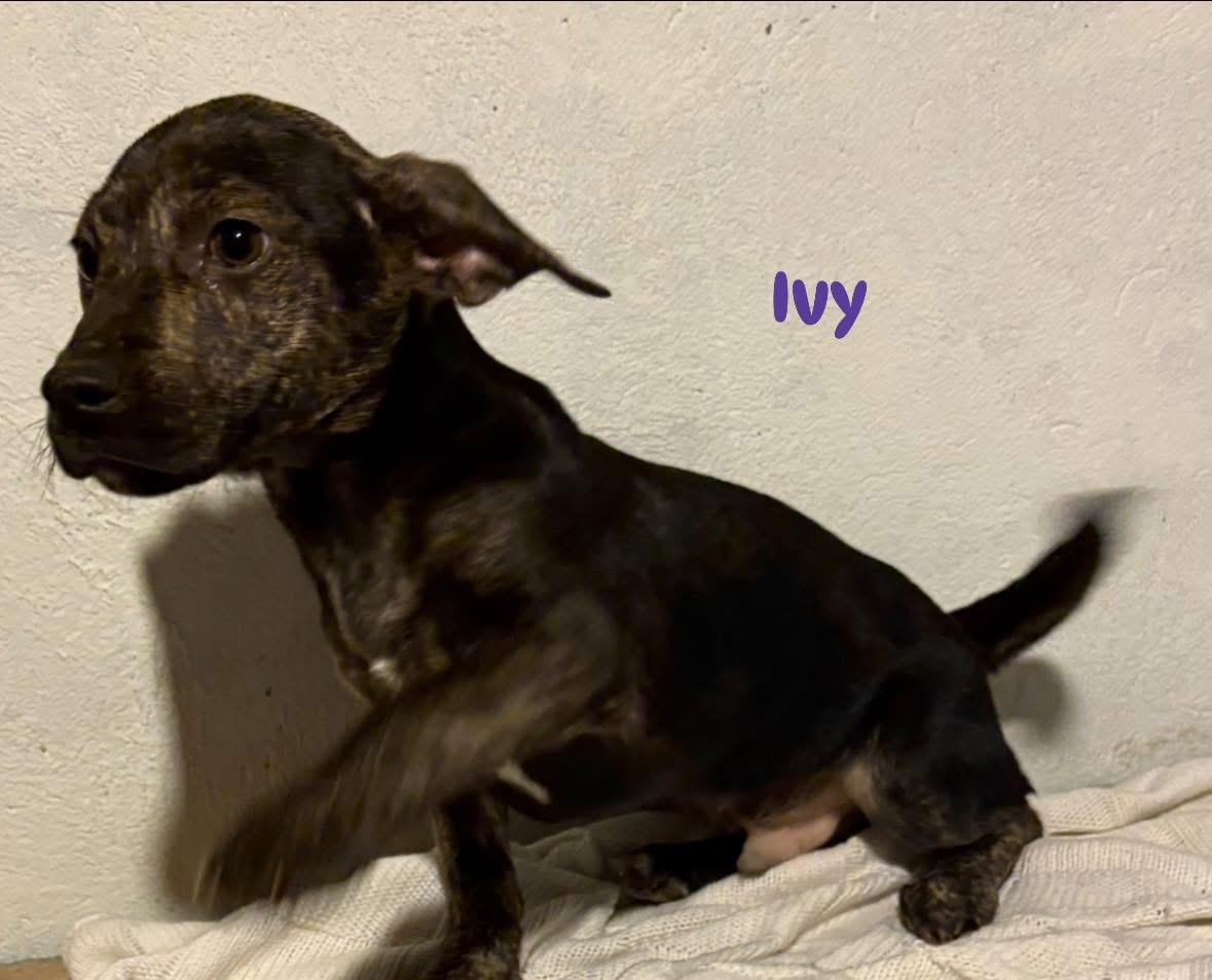 Enlarge Ivy, a ADOPTABLE mixed breed in GLEN MILLS, PA image 4/4