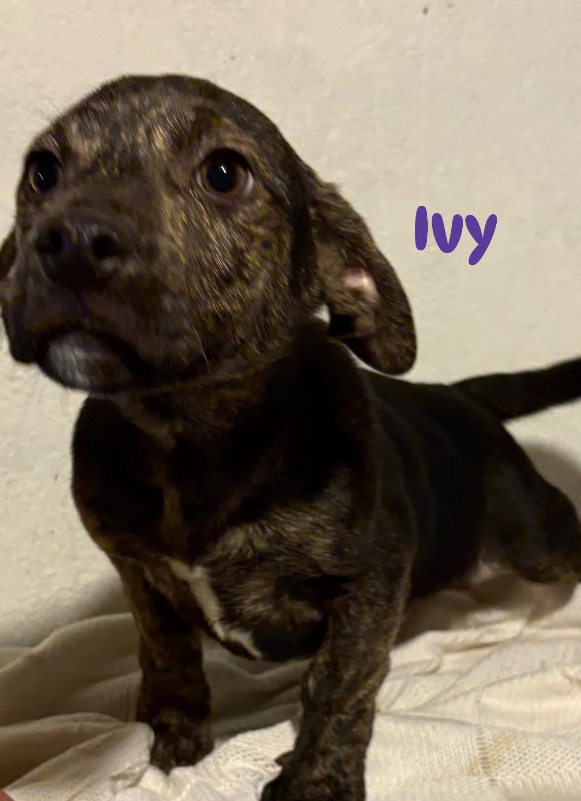 Enlarge Ivy, a ADOPTABLE mixed breed in GLEN MILLS, PA image 1/4