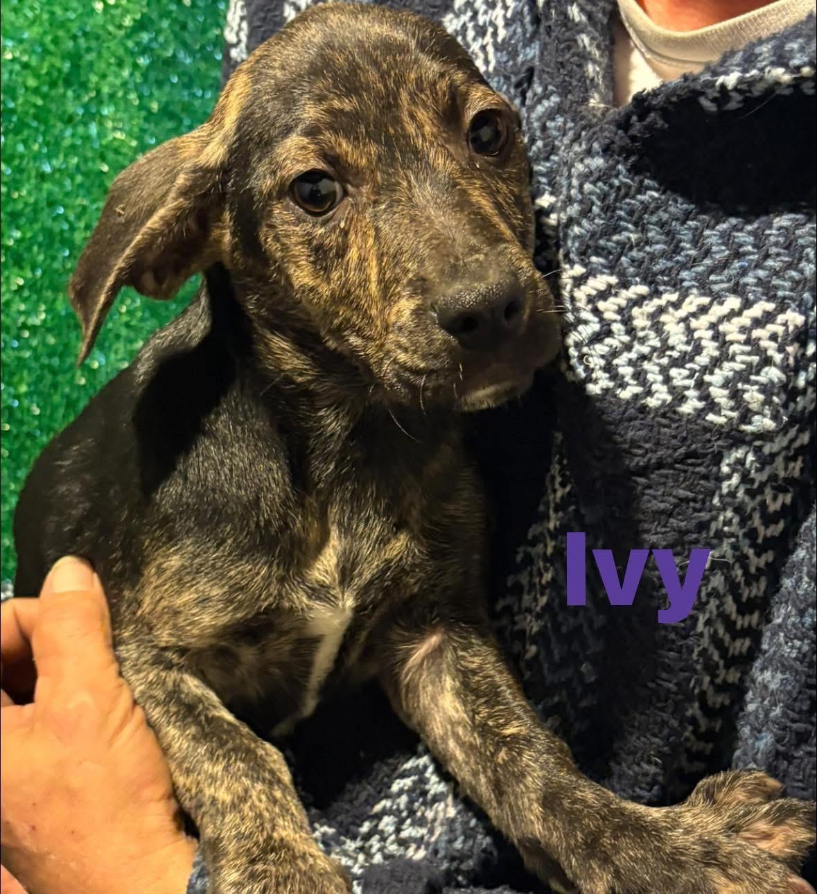 Enlarge Ivy, a ADOPTABLE mixed breed in GLEN MILLS, PA image 3/4