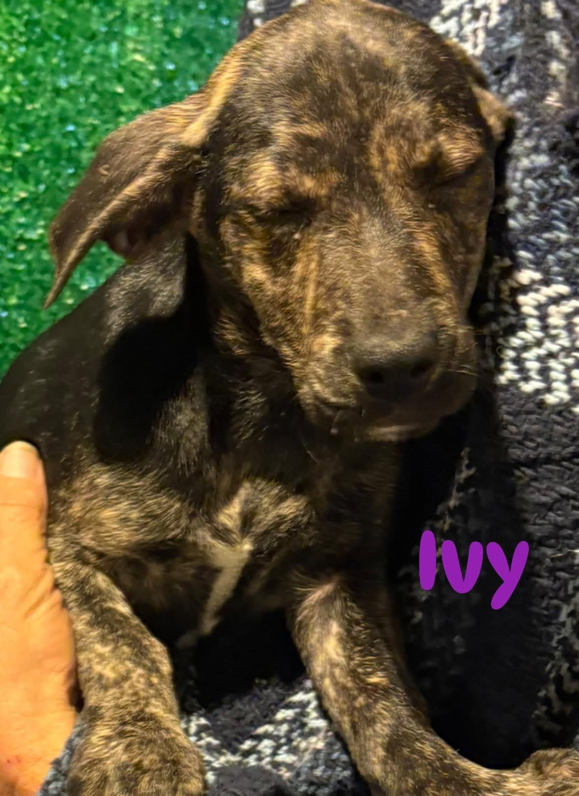 Enlarge Ivy, a ADOPTABLE mixed breed in GLEN MILLS, PA image 2/4