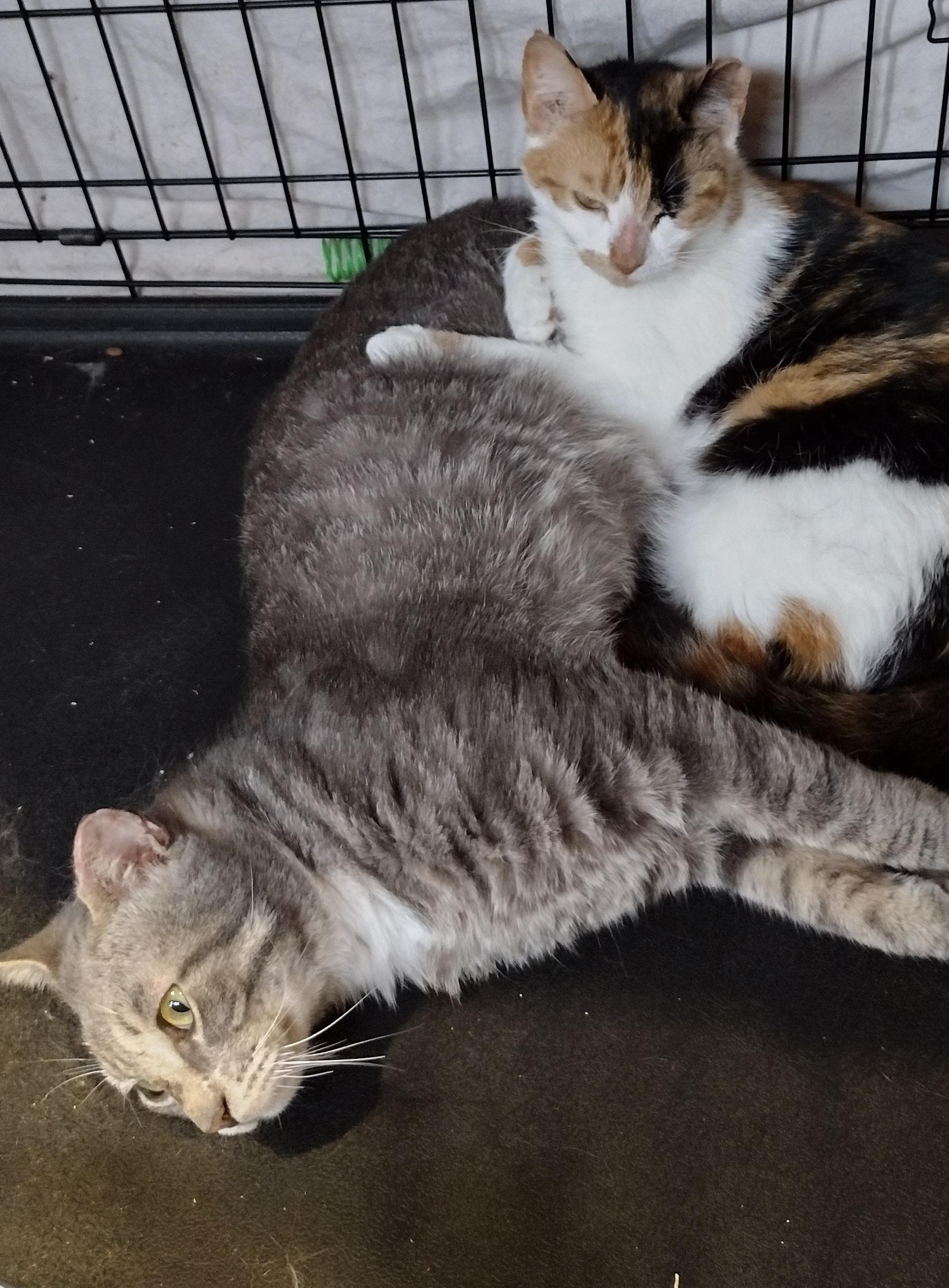Poppy & Magnus (bonded pair), a Adoptable Domestic Short Hair in Syracuse, NY image 2/3