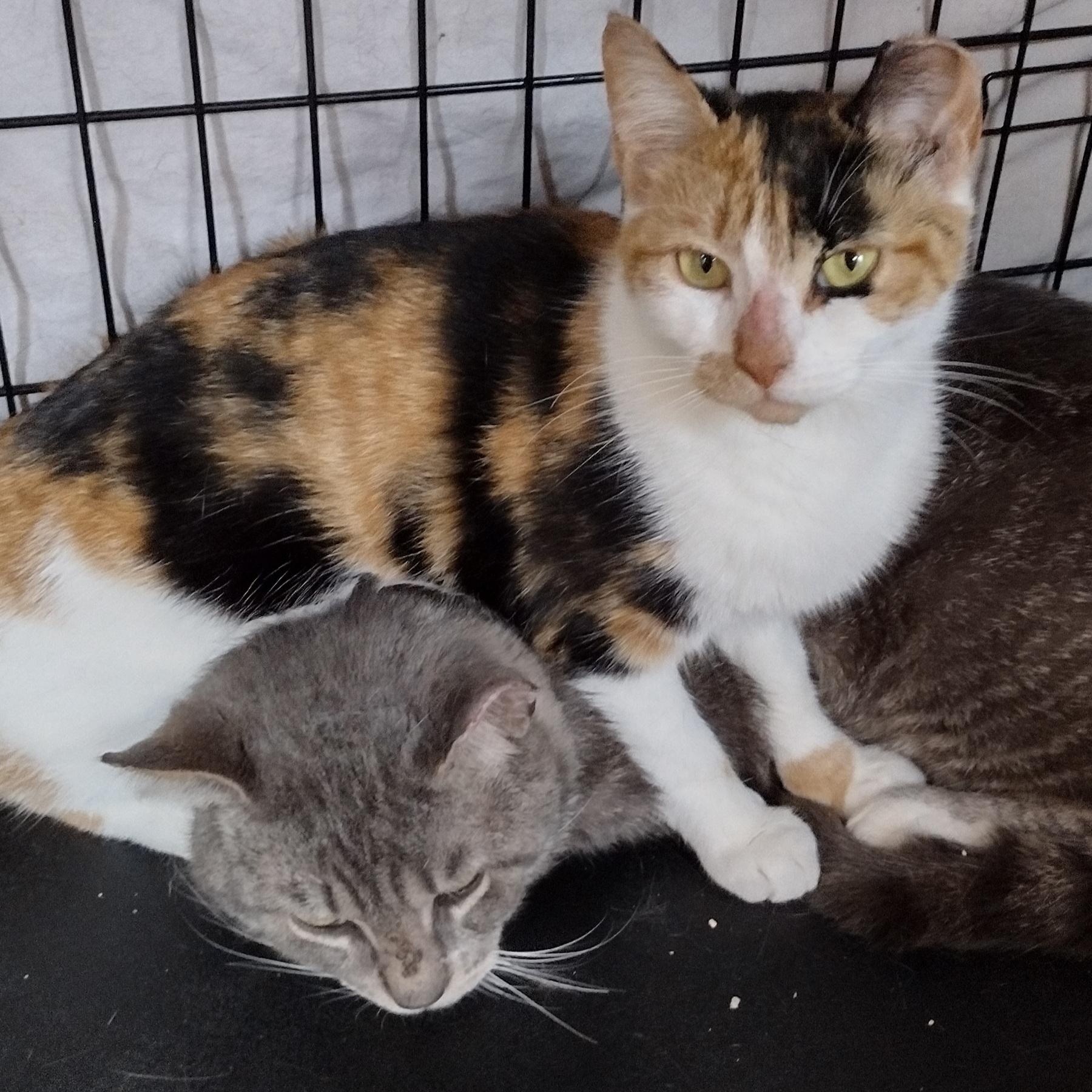 Poppy & Magnus (bonded pair), Adoptable, Adult Male Domestic Short Hair.
