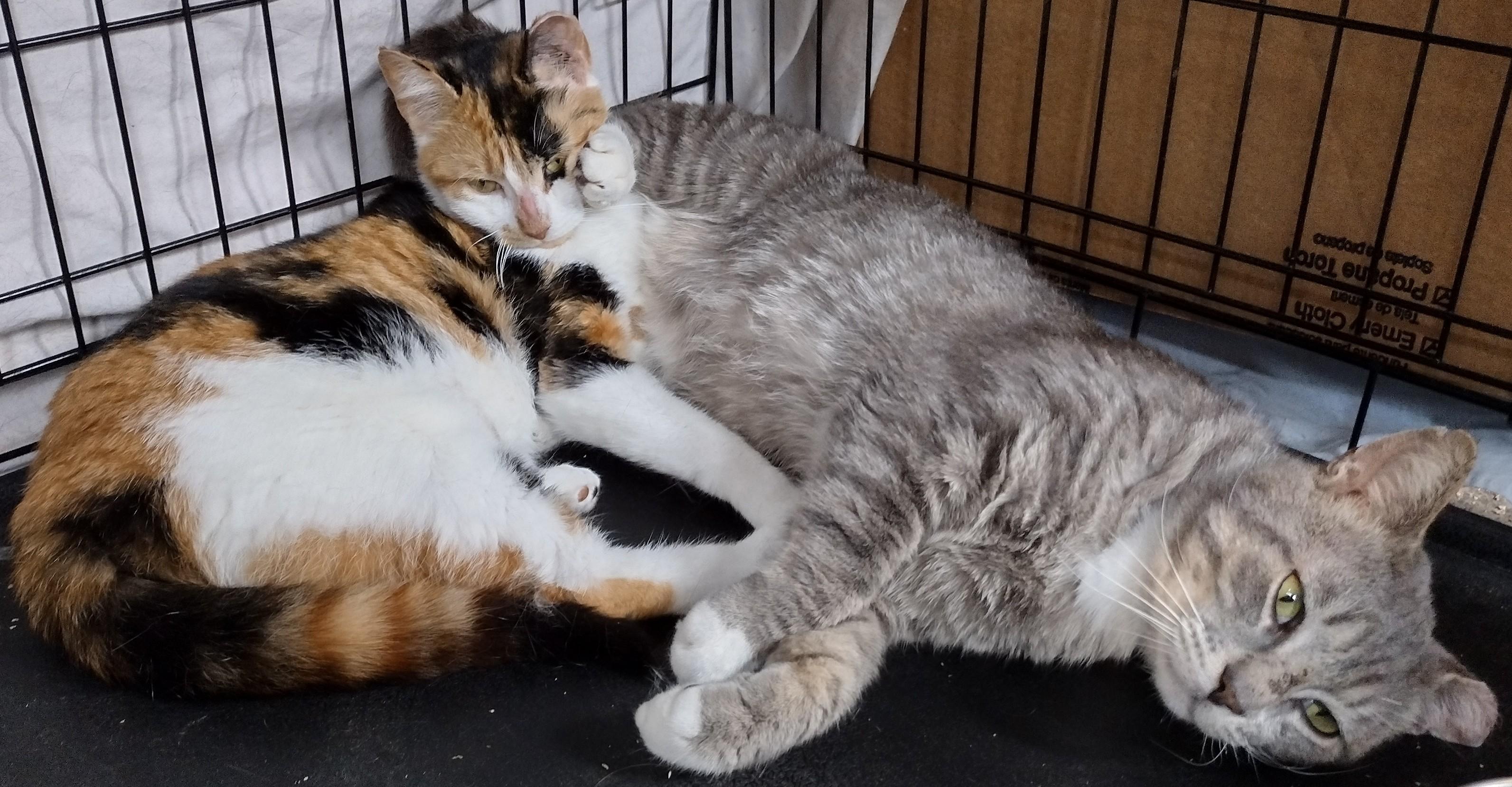 Poppy & Magnus (bonded pair), a Adoptable Domestic Short Hair in Syracuse, NY image 3/3