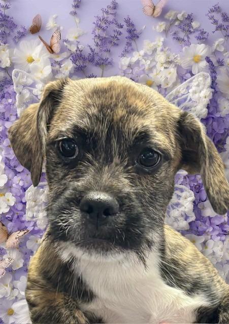 Spice, Adoptable, Puppy Female Shih Tzu & Pit Bull Terrier.