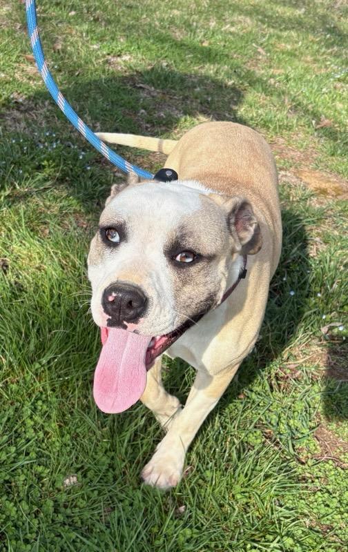 Enlarge Chelsea, a Adoptable Mixed Breed in Franklin, TN, TN image 3/4