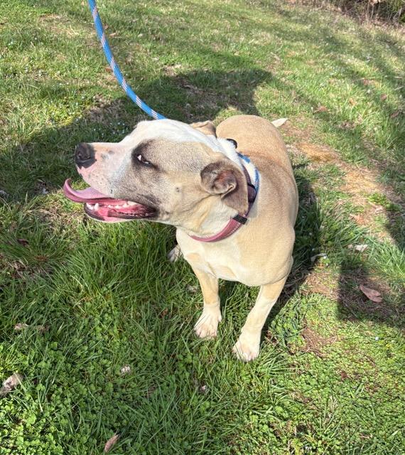Enlarge Chelsea, a Adoptable Mixed Breed in Franklin, TN, TN image 4/4
