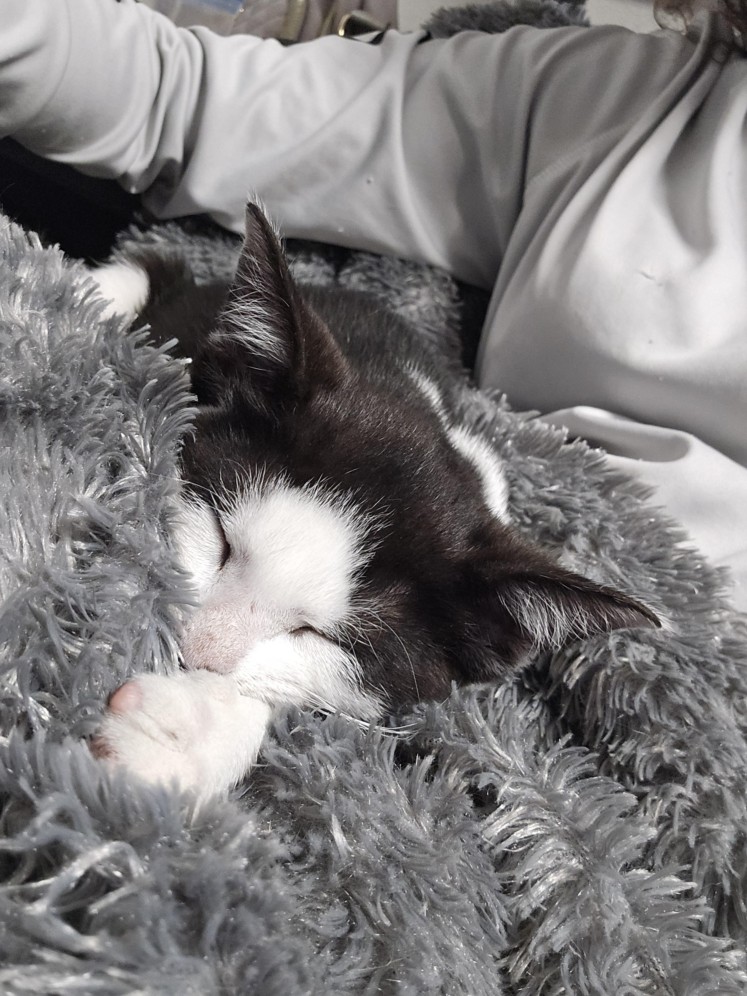 Enlarge Priscilla , a ADOPTABLE Domestic Short Hair in Margate, FL image 4/5