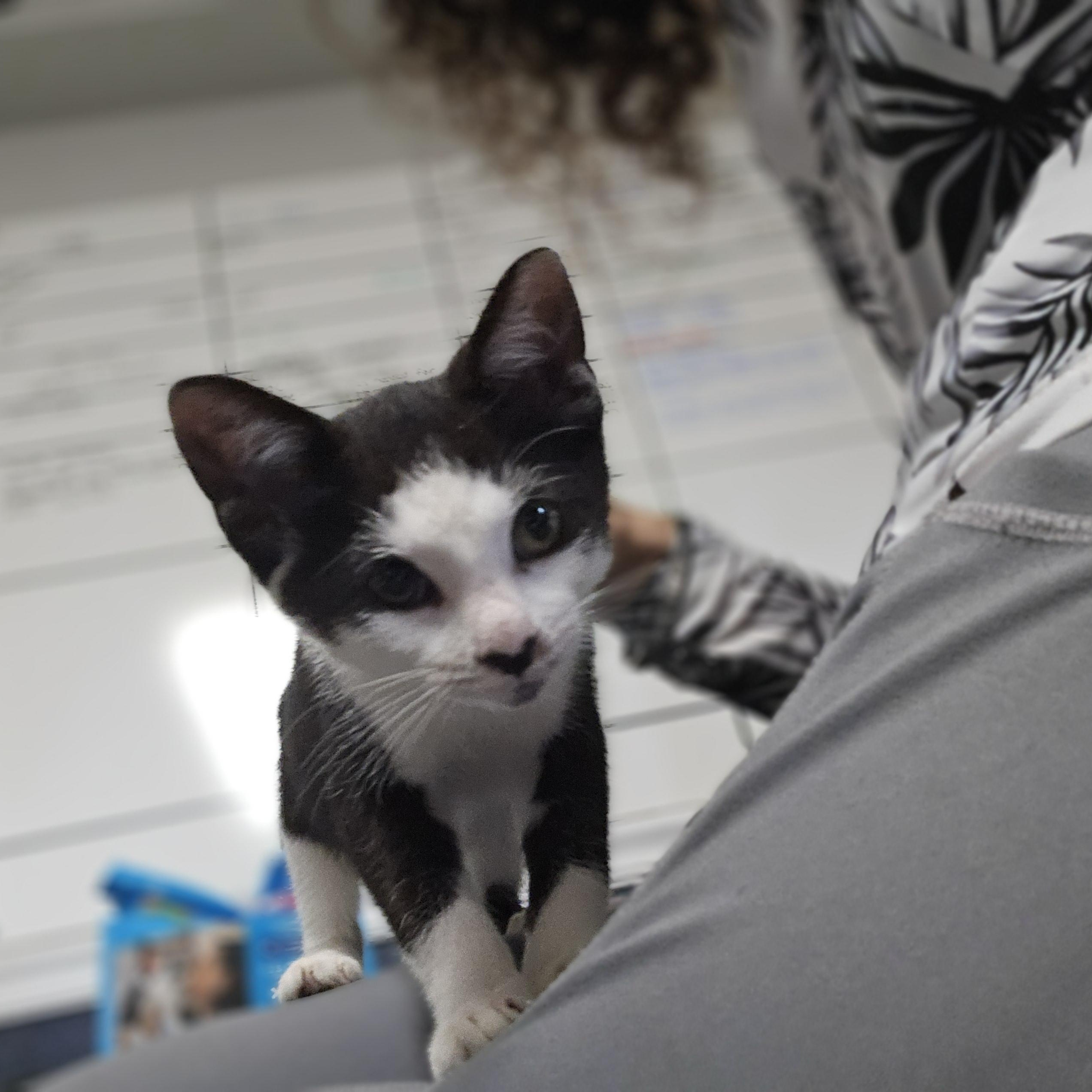 Enlarge Priscilla , a ADOPTABLE Domestic Short Hair in Margate, FL image 3/5