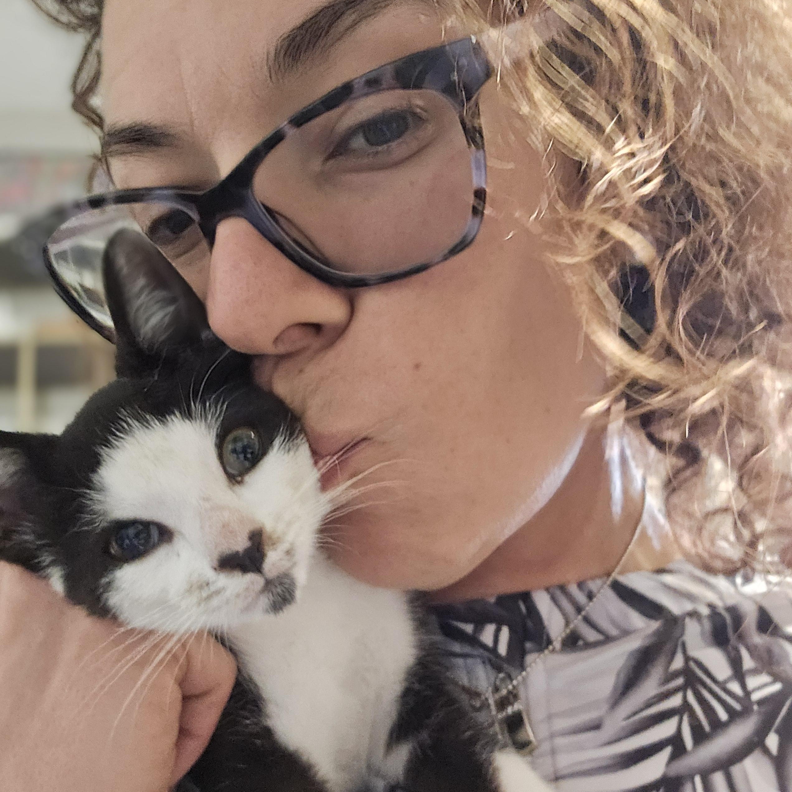 Enlarge Priscilla , a ADOPTABLE Domestic Short Hair in Margate, FL image 2/5