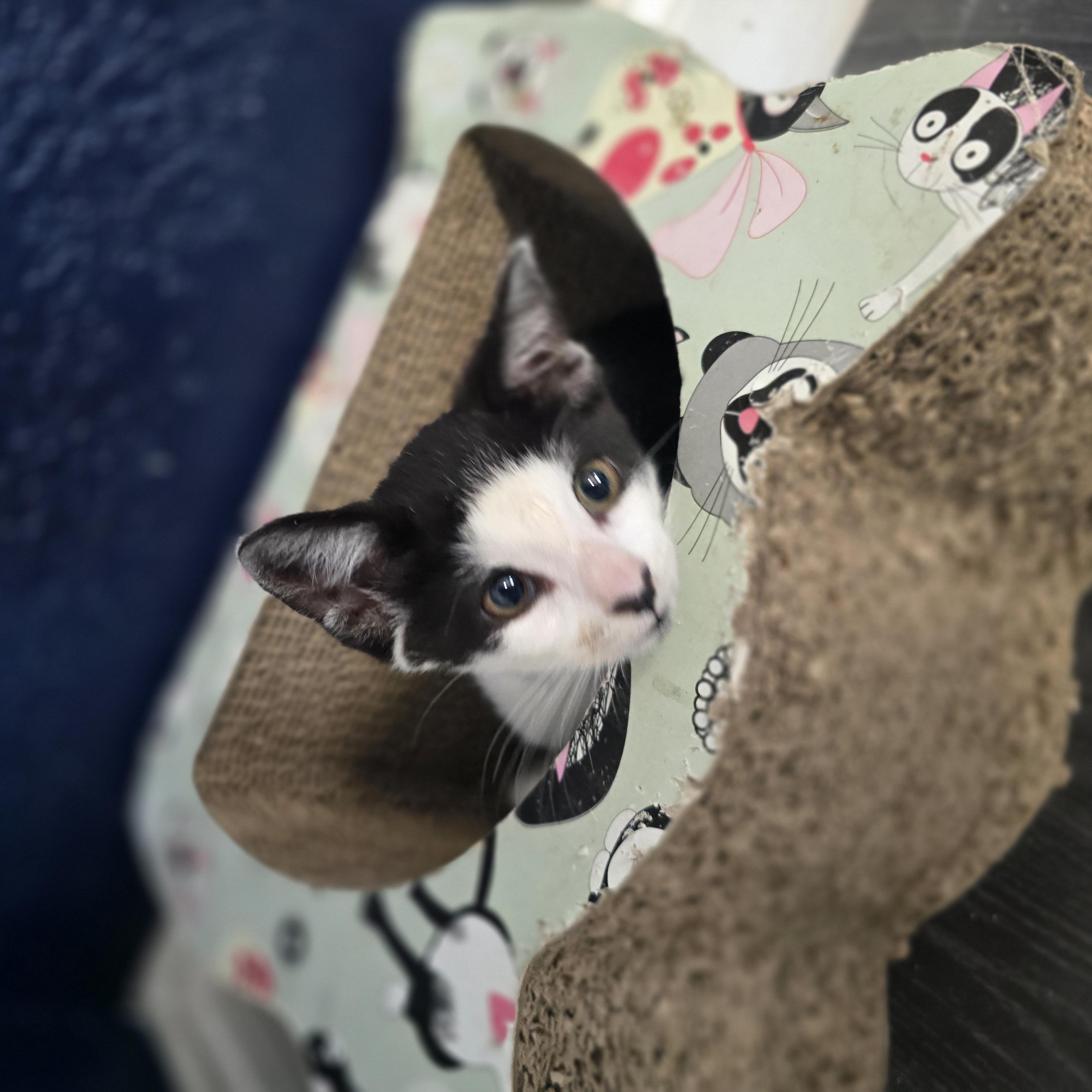 Enlarge Priscilla , a ADOPTABLE Domestic Short Hair in Margate, FL image 5/5