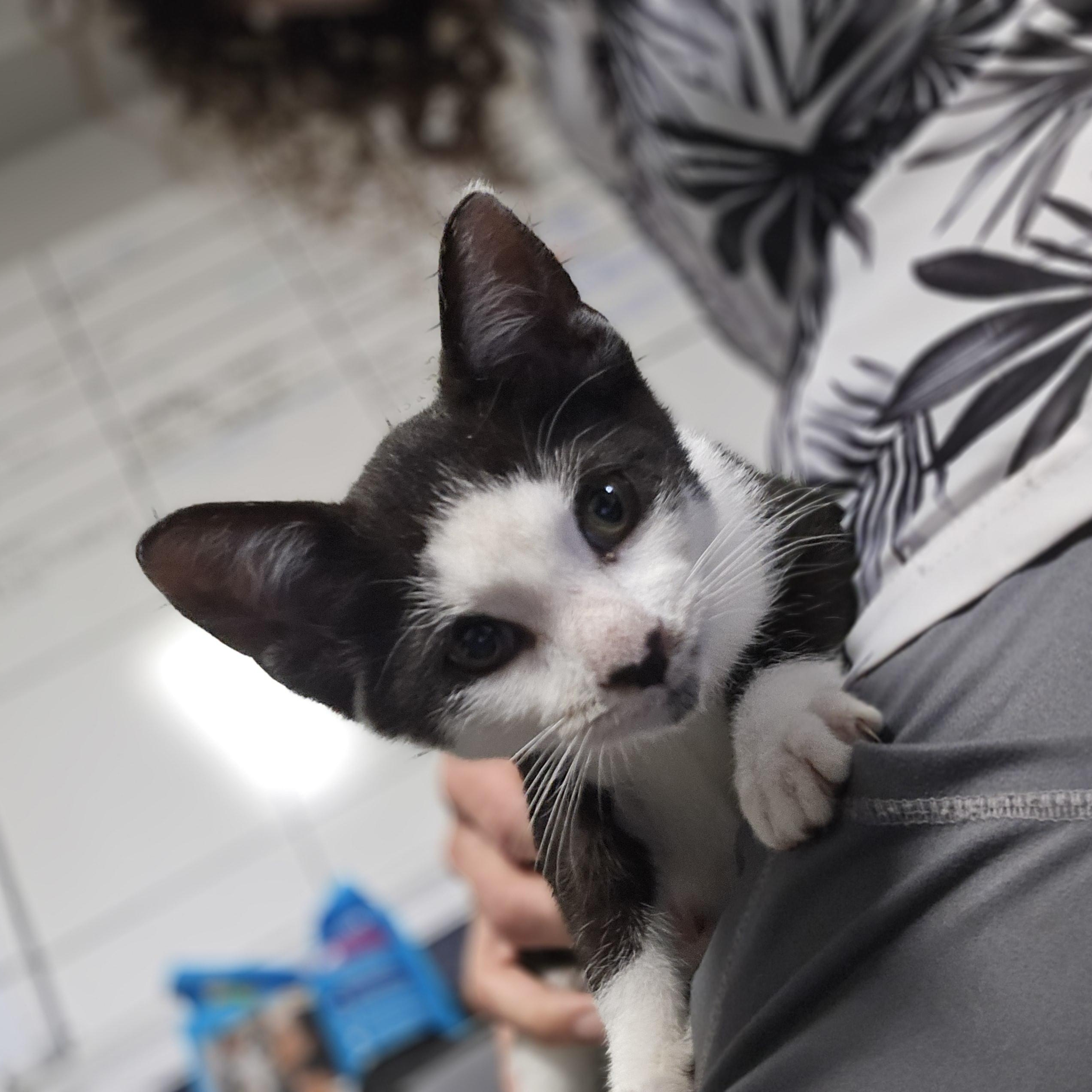 Priscilla , ADOPTABLE, Kitten Female Domestic Short Hair.