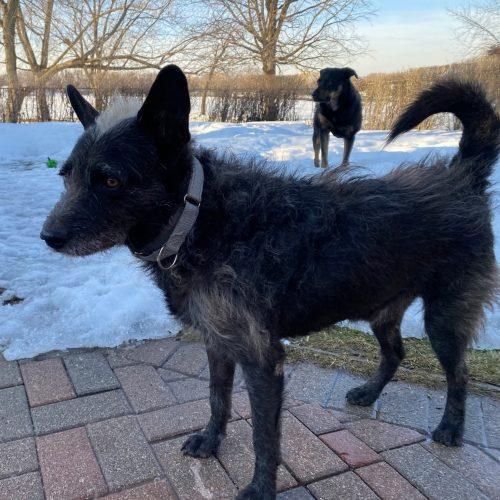 Mufasa, Adoptable, Adult Male Terrier & Mixed Breed.