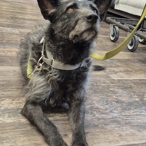 Enlarge Mufasa, a Adoptable mixed breed in King City, ON image 2/6