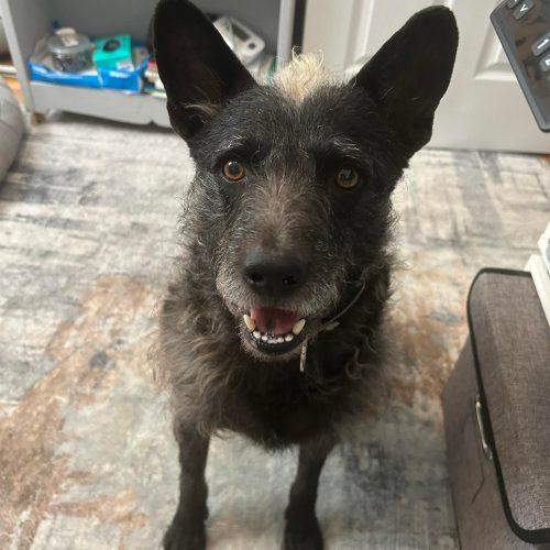 Enlarge Mufasa, a Adoptable mixed breed in King City, ON image 3/6