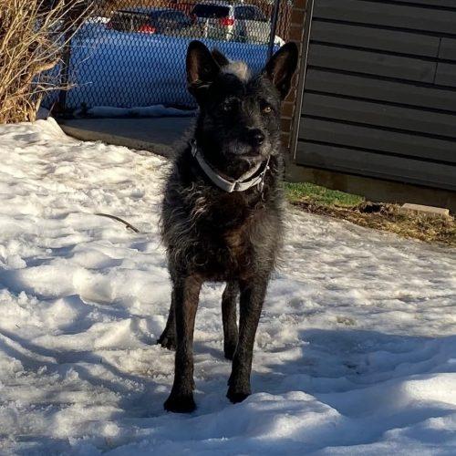 Enlarge Mufasa, a Adoptable mixed breed in King City, ON image 4/6