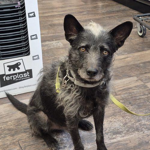 Enlarge Mufasa, a Adoptable mixed breed in King City, ON image 5/6