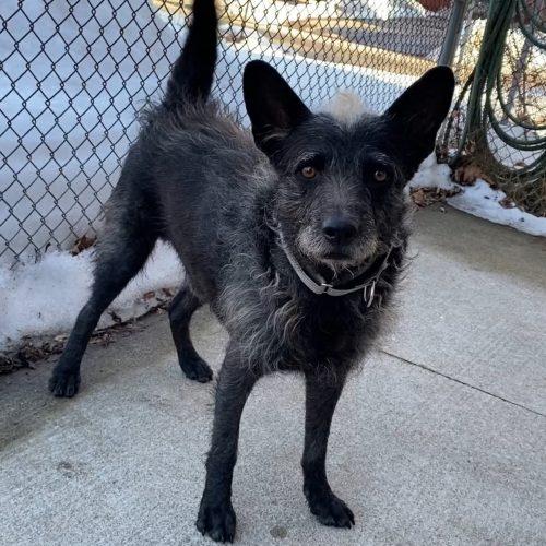 Enlarge Mufasa, a Adoptable mixed breed in King City, ON image 6/6