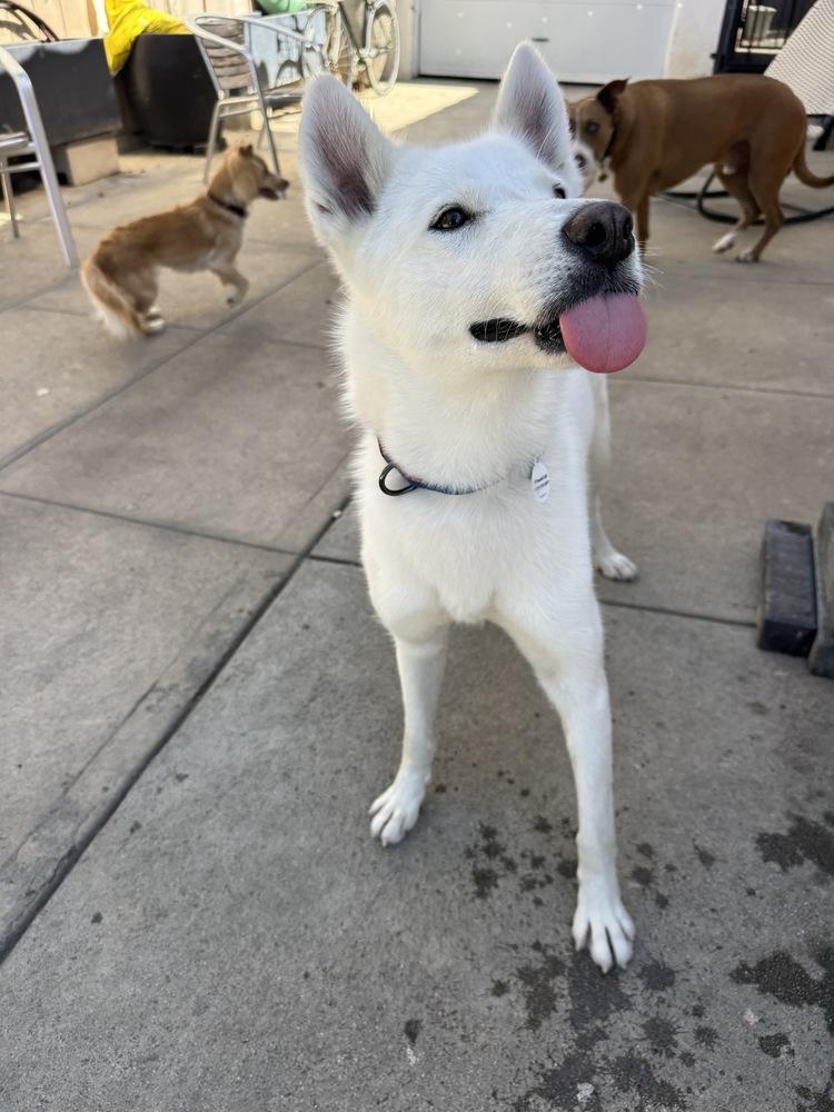 KIARA, Adoptable, Young Female Husky & German Shepherd Dog.