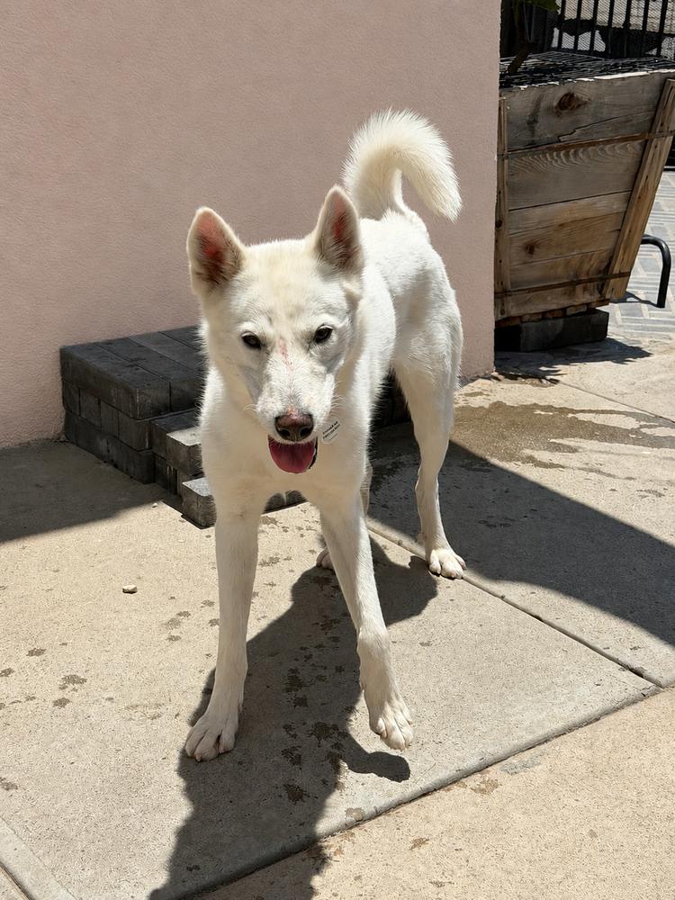 KIARA, a Adoptable mixed breed in los angeles, CA image 2/6