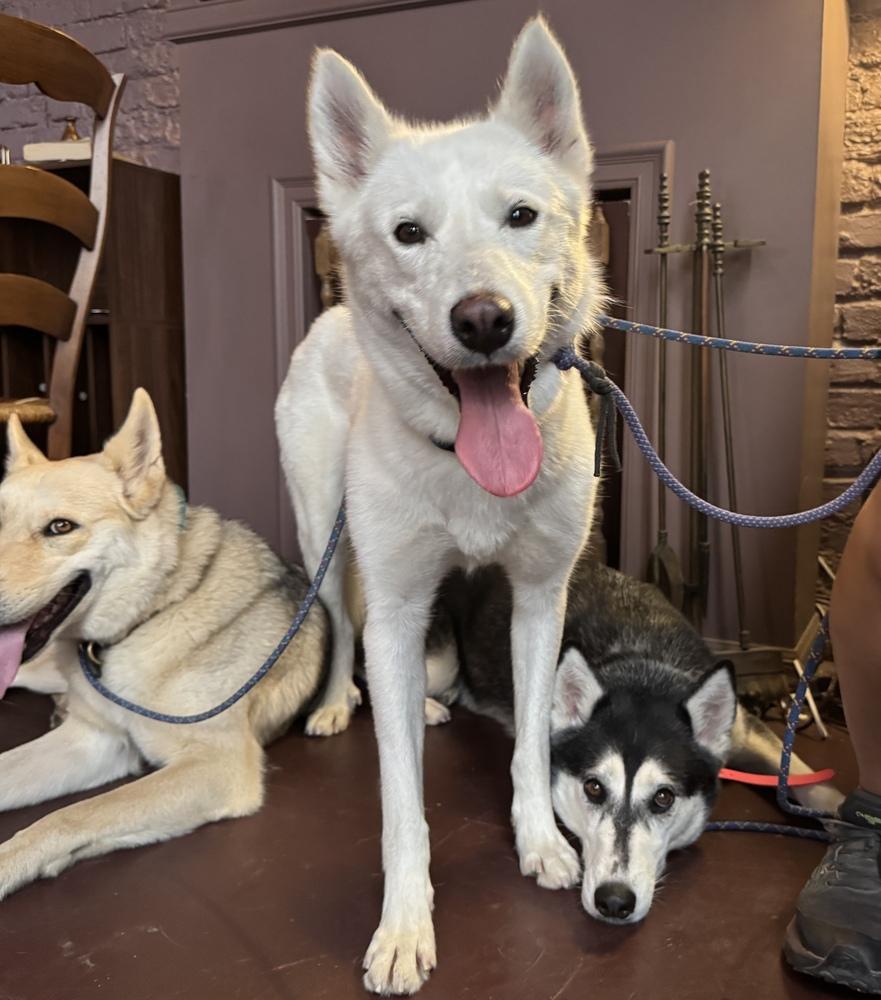 KIARA, a Adoptable mixed breed in los angeles, CA image 3/6