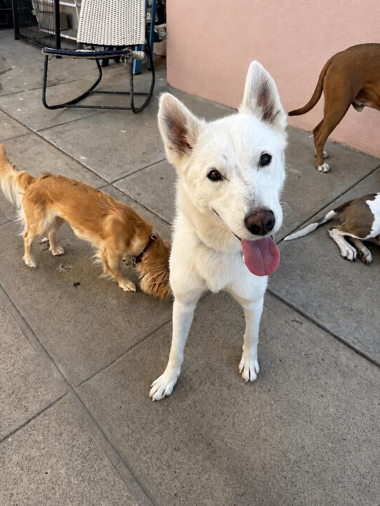 KIARA, a Adoptable mixed breed in los angeles, CA image 4/6